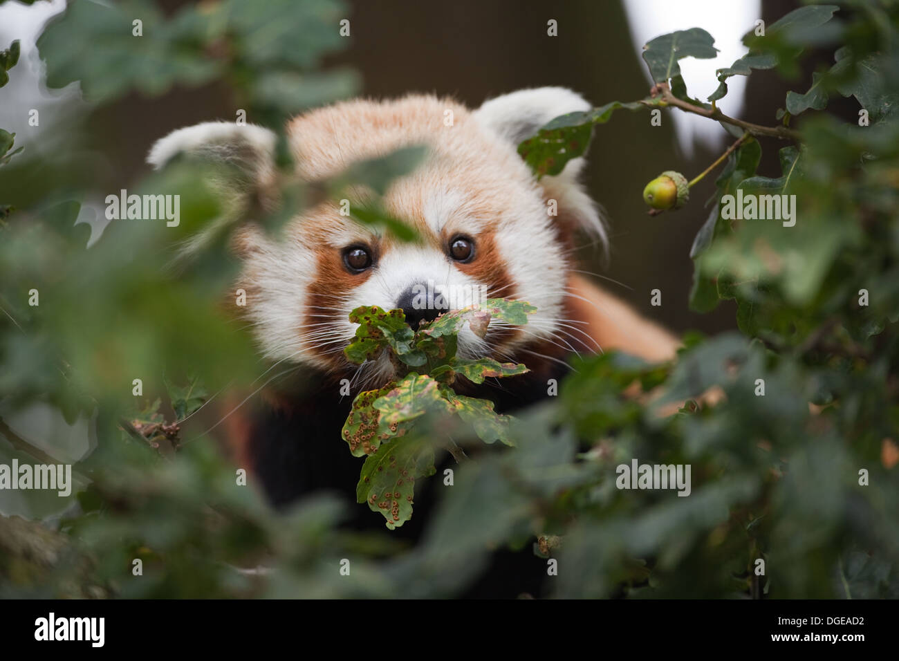 Rojo o Panda menor (Ailurius fulgens). Mirando a través del follaje del árbol. Foto de stock
