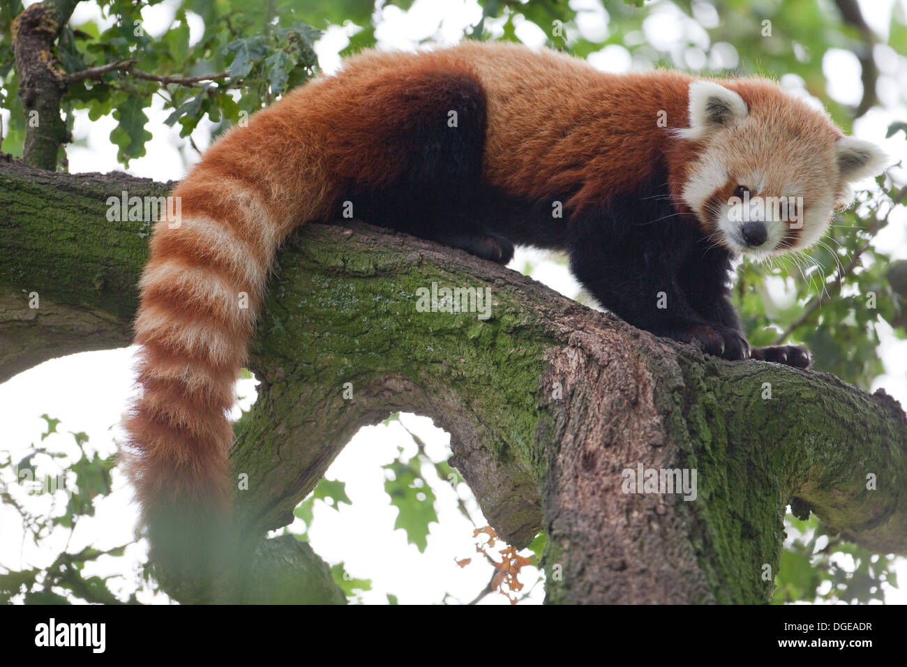Rojo o Panda menor (Ailurius fulgens). Mirando a través del follaje de árboles de roble. Whipsnade Zoo. Foto de stock