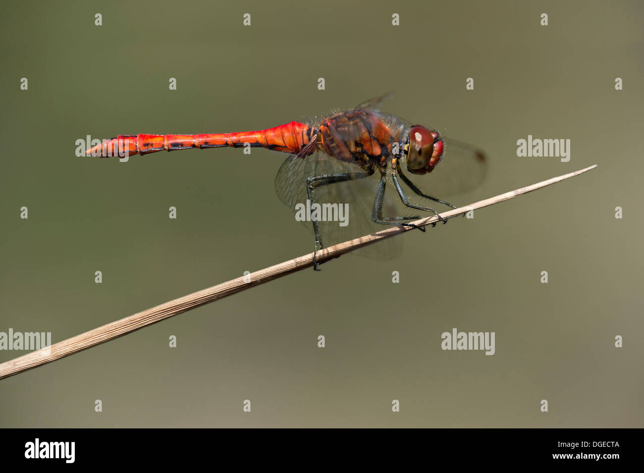 Macho de Ruddy Darter (Sympetrum sanguineum), skimmer dragonfly (familia Libellulidae) Foto de stock