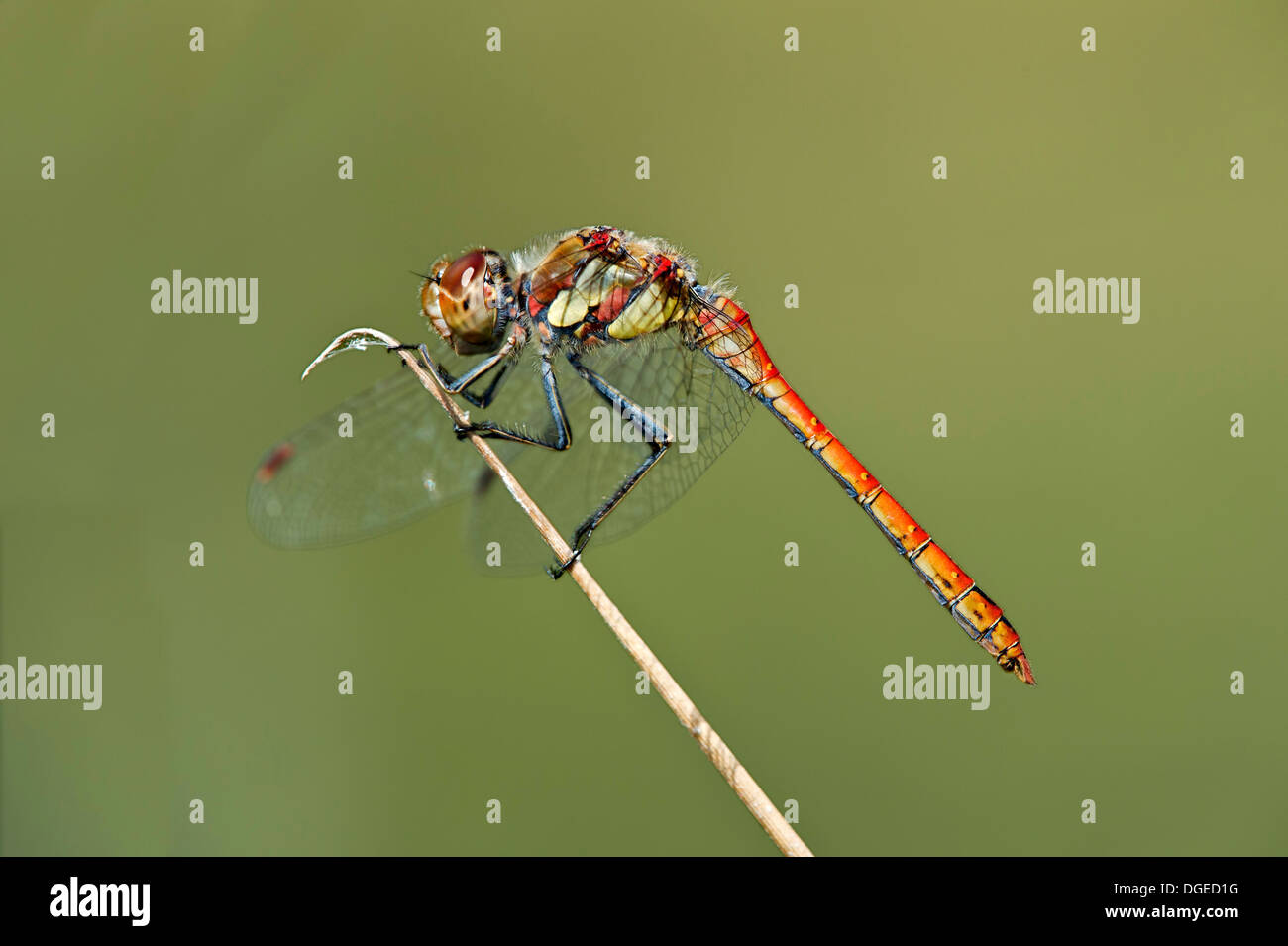Macho de Vagabundo Darter (Sympetrum vulgatum), Skimmer (familia Libellulidae) Foto de stock