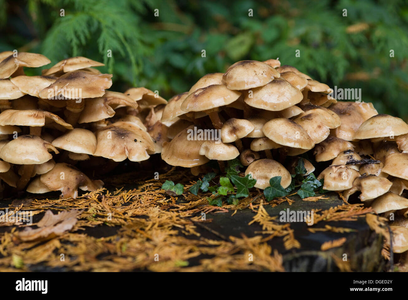 Miel hongo Armillaria mellea cerrar en Woodlands Foto de stock