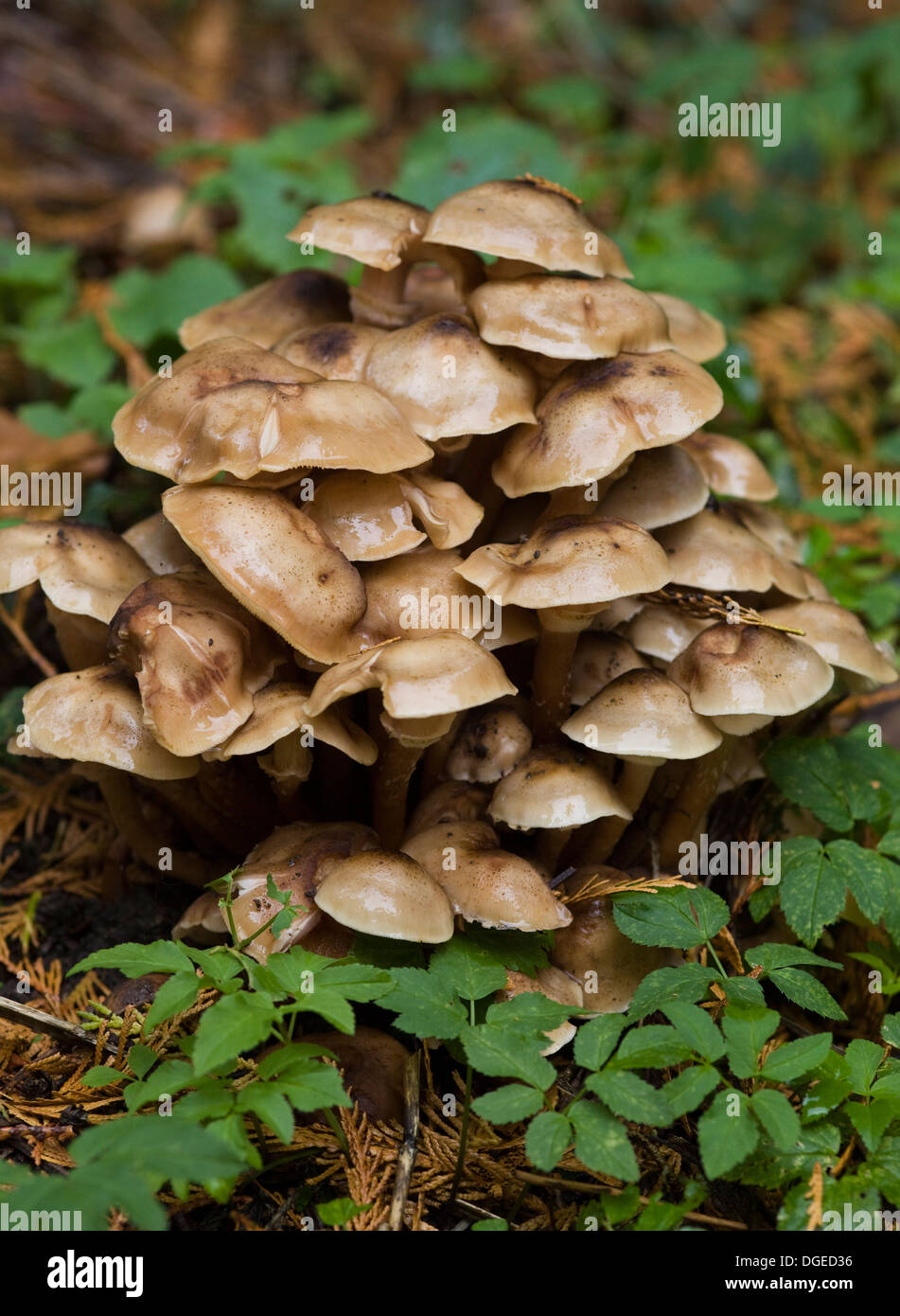 Miel hongo Armillaria mellea cerrar en Woodlands Foto de stock