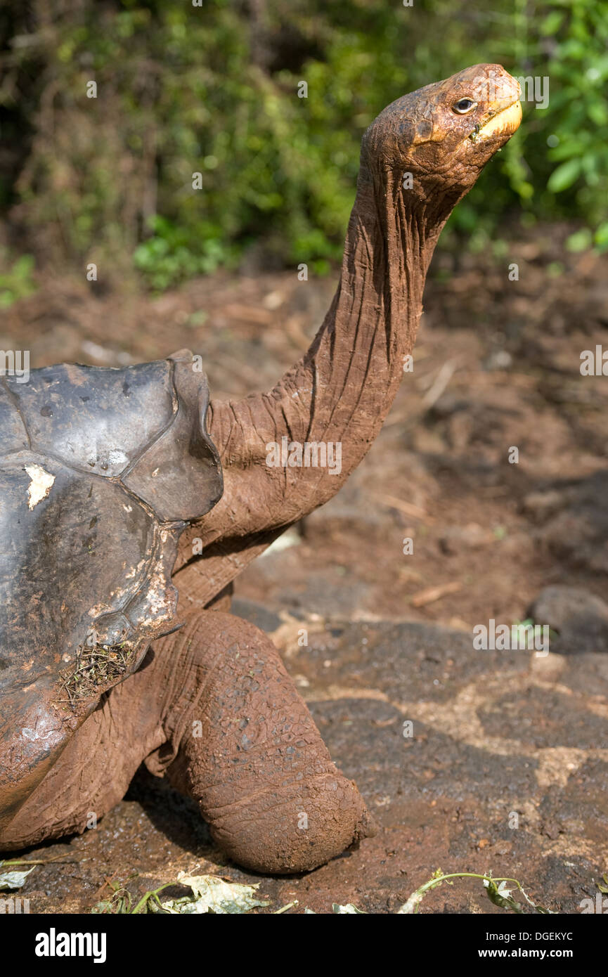 Tortuga gigante en el Centro de Investigación Darwin Islas Galápagos Foto de stock