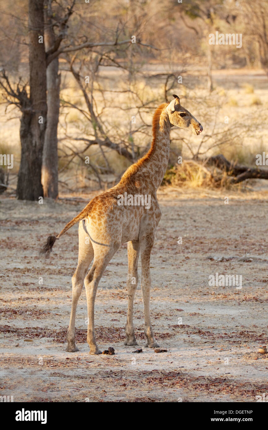 Jirafa bebé alrededor de los 3 meses de edad, subespecie de Angola ( Giraffa camelopardalis A.), Parque Nacional Mosi oa Tunya, Zambia, África Foto de stock