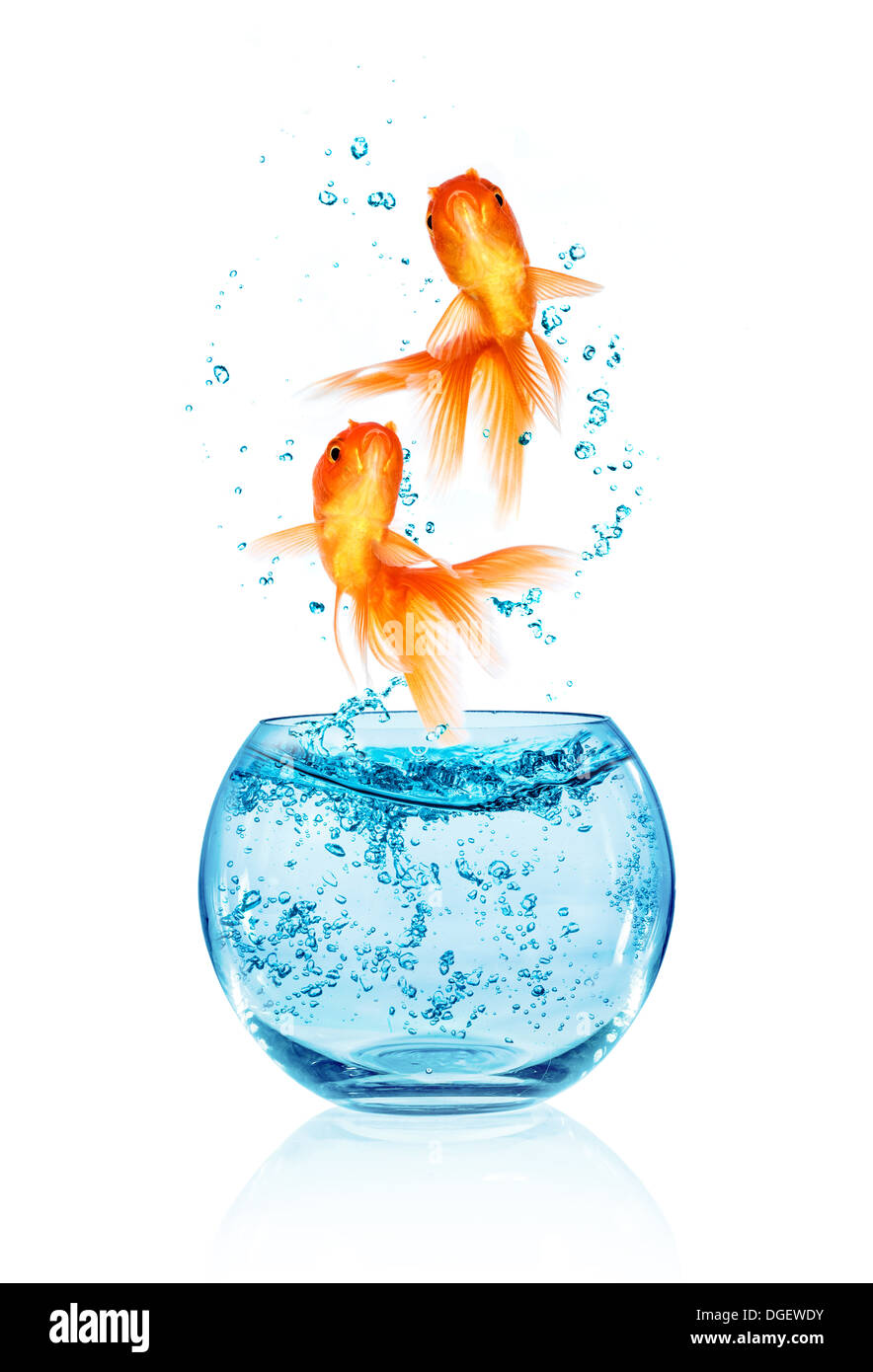 Goldfish saltando fuera del acuario aislado sobre fondo blanco. La búsqueda de la libertad. Foto de stock