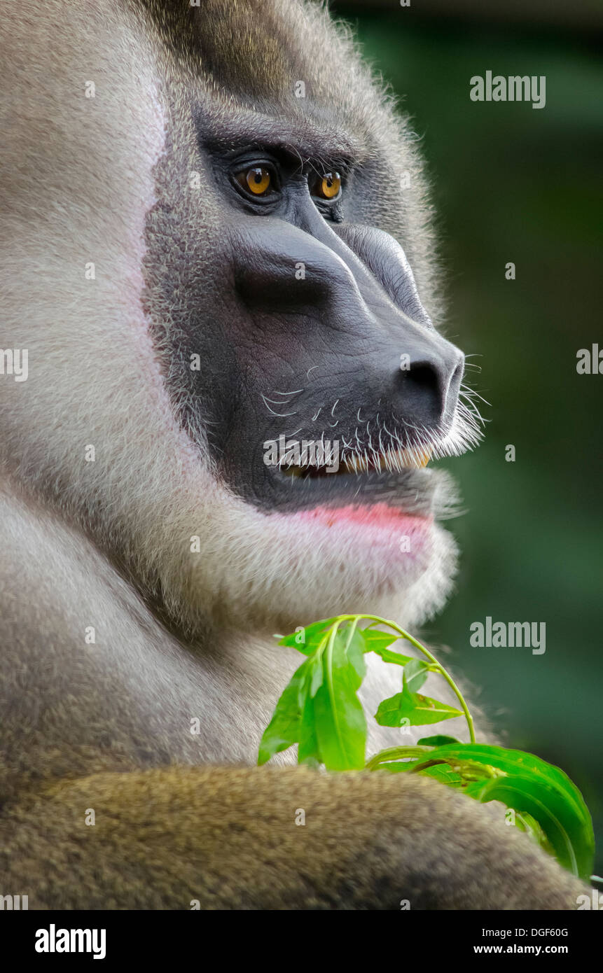 Taladro mono (Mandrillus leucophaeus) macho adulto, retrato en peligro Foto de stock