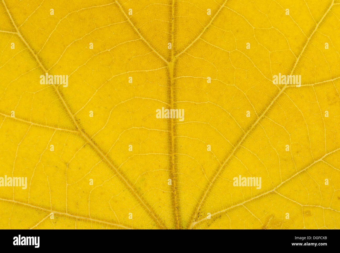 Gran dejados Tilia platyphyllos (cal) estructura foliar en luz transmitida, de colores otoñales, detalle, centro de la ciudad Foto de stock