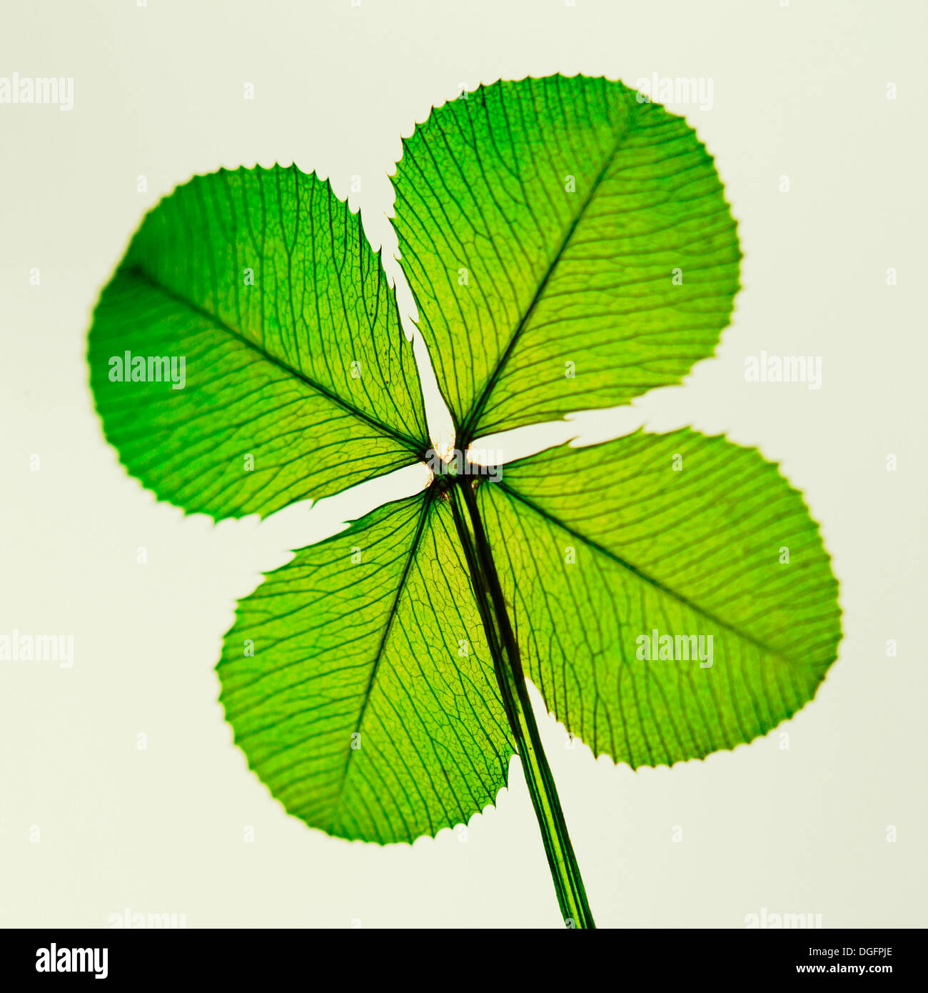 Un símbolo tradicional de buena suerte el trébol de cuatro hojas Jane Ann Butler Fotografía JABP1057 Foto de stock