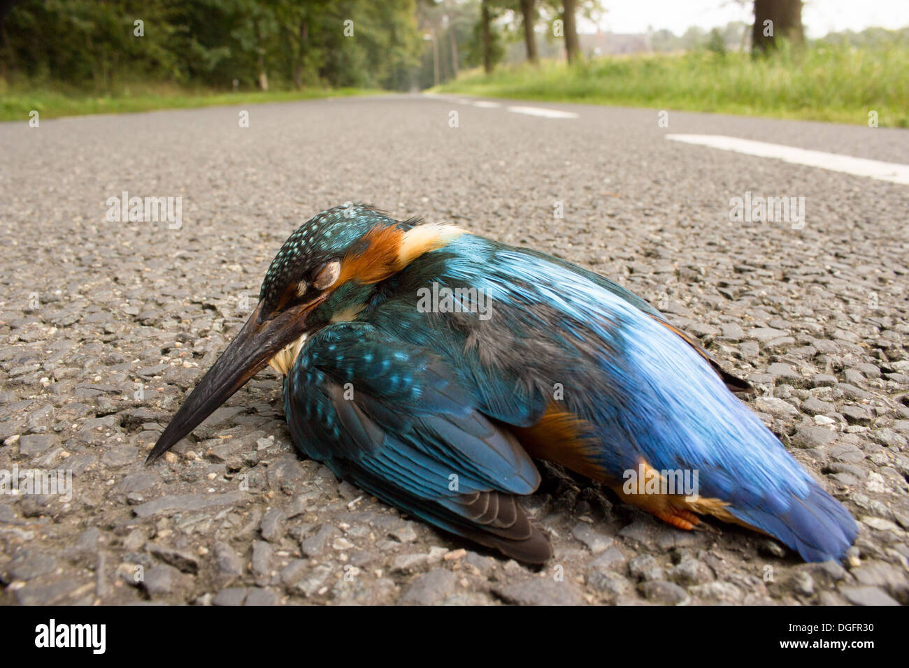 Kingfisher golpeados por coches tirados en la carretera Foto de stock