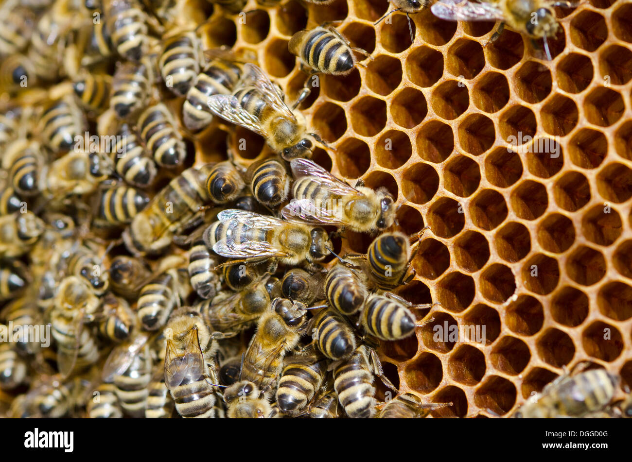 Carnica abejas (Apis mellifera Carnica) en sus cubiertas parcialmente panales llenos de miel, Nuertingen, Baviera Foto de stock