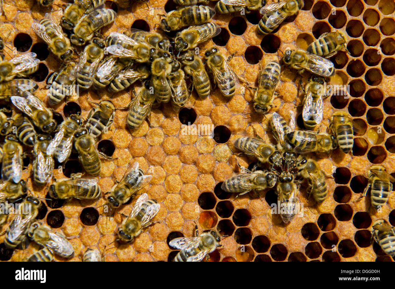 Carnica abejas (Apis mellifera Carnica) en sus cubiertas parcialmente los panales de cría, Nuertingen, Baviera Foto de stock
