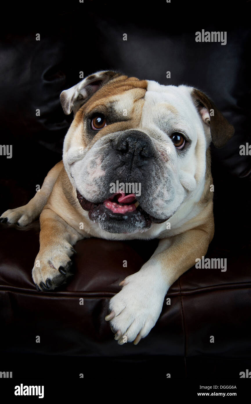 Retrato de bulldog tumbado en el sofá Foto de stock
