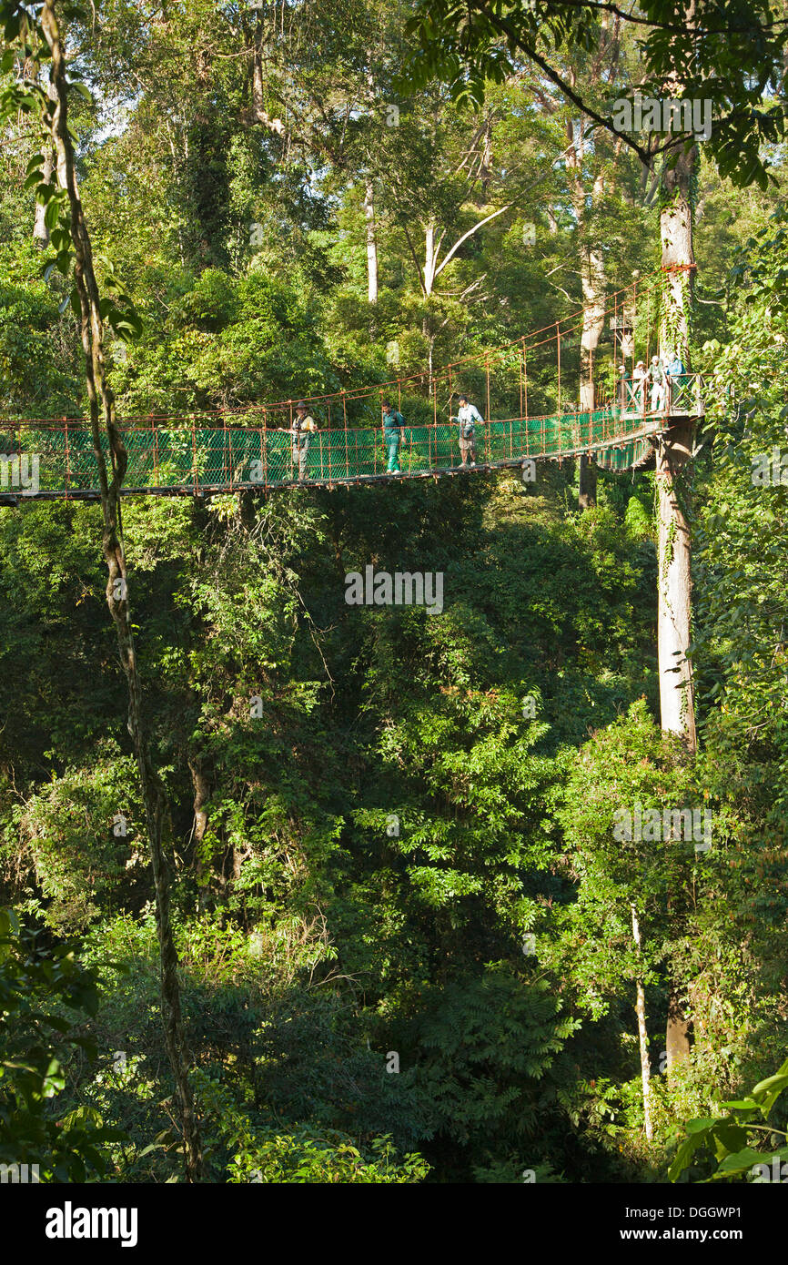 Los viajeros caminan a través del puente colgante de dosel en la selva tropical de tierras bajas Dipterocarp en el Borneo Rainforest Lodge Foto de stock