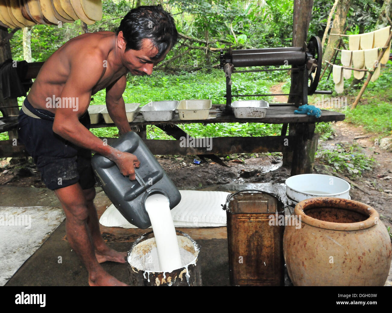 El proceso de producción de caucho natural en Tailandia Fotografía de stock  - Alamy