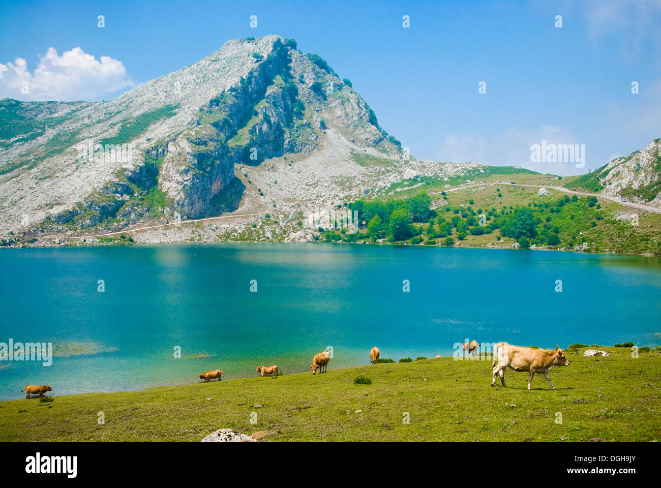 Vacas disfrutando de la vida en las montañas de los Picos en España Foto de stock