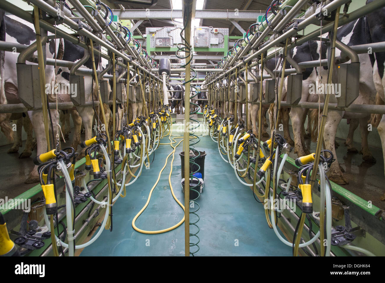 La cría de ganado lechero, las vacas Holstein en el área de ordeño en espina de pez, Evesham, Worcestershire, Inglaterra, junio Foto de stock