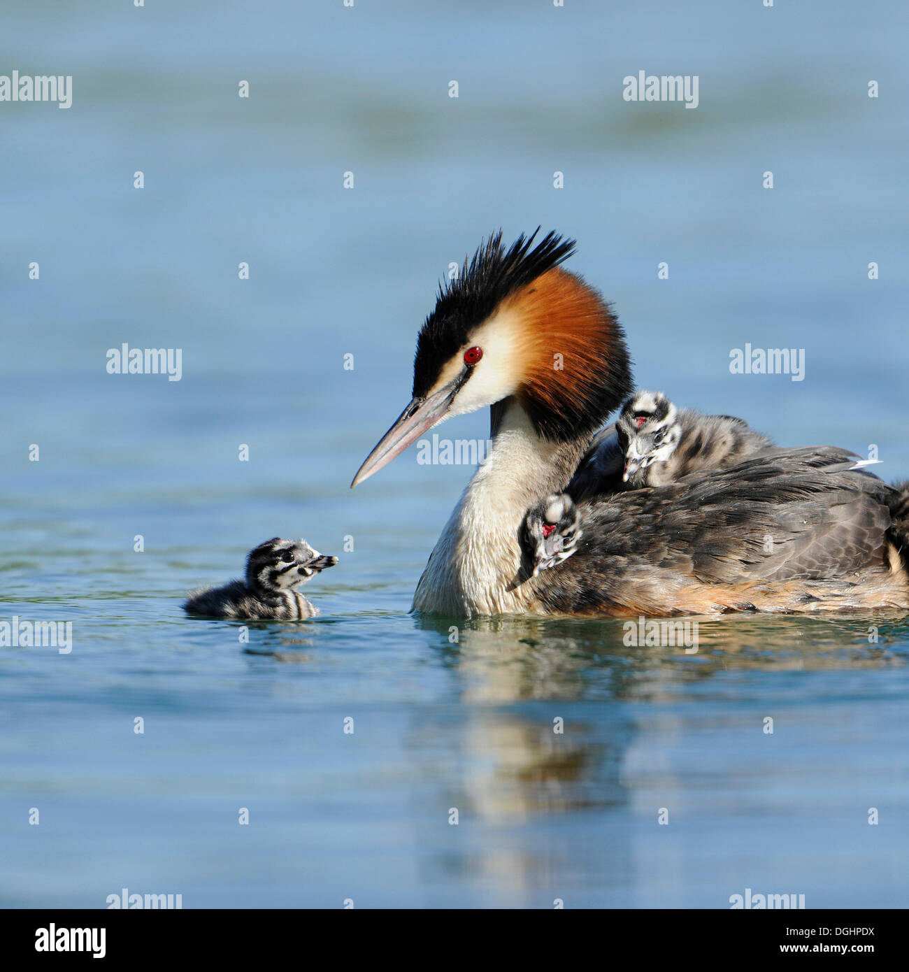 Somormujo Lavanco (Podiceps cristatus), adultos con pollitos, sobre el agua, Turingia, Alemania Foto de stock