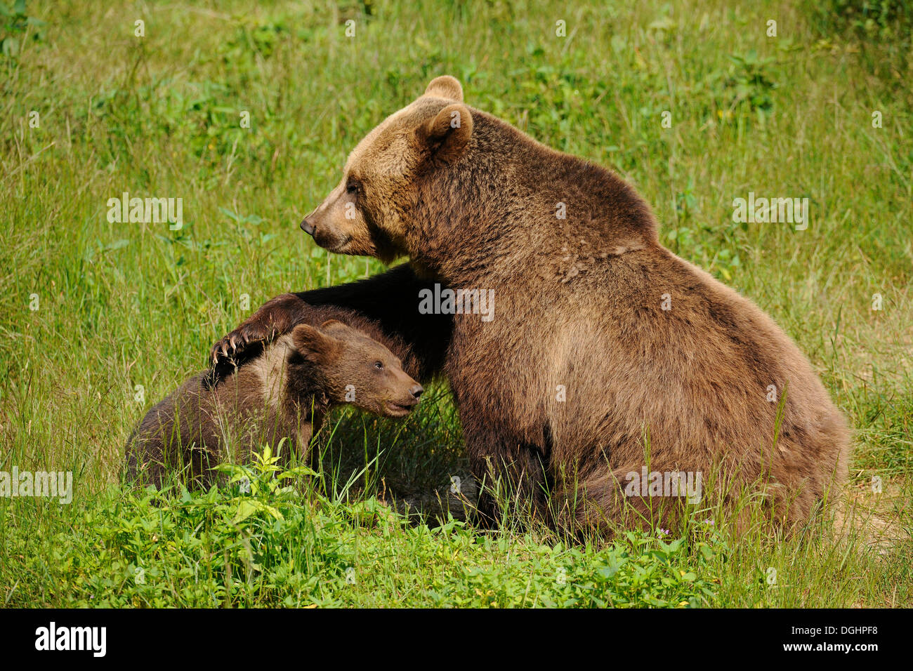Unión oso pardo (Ursus arctos), el cachorro con la madre, en un recinto de animales, el Parque Nacional del Bosque Bávaro, Baviera, Alemania Foto de stock