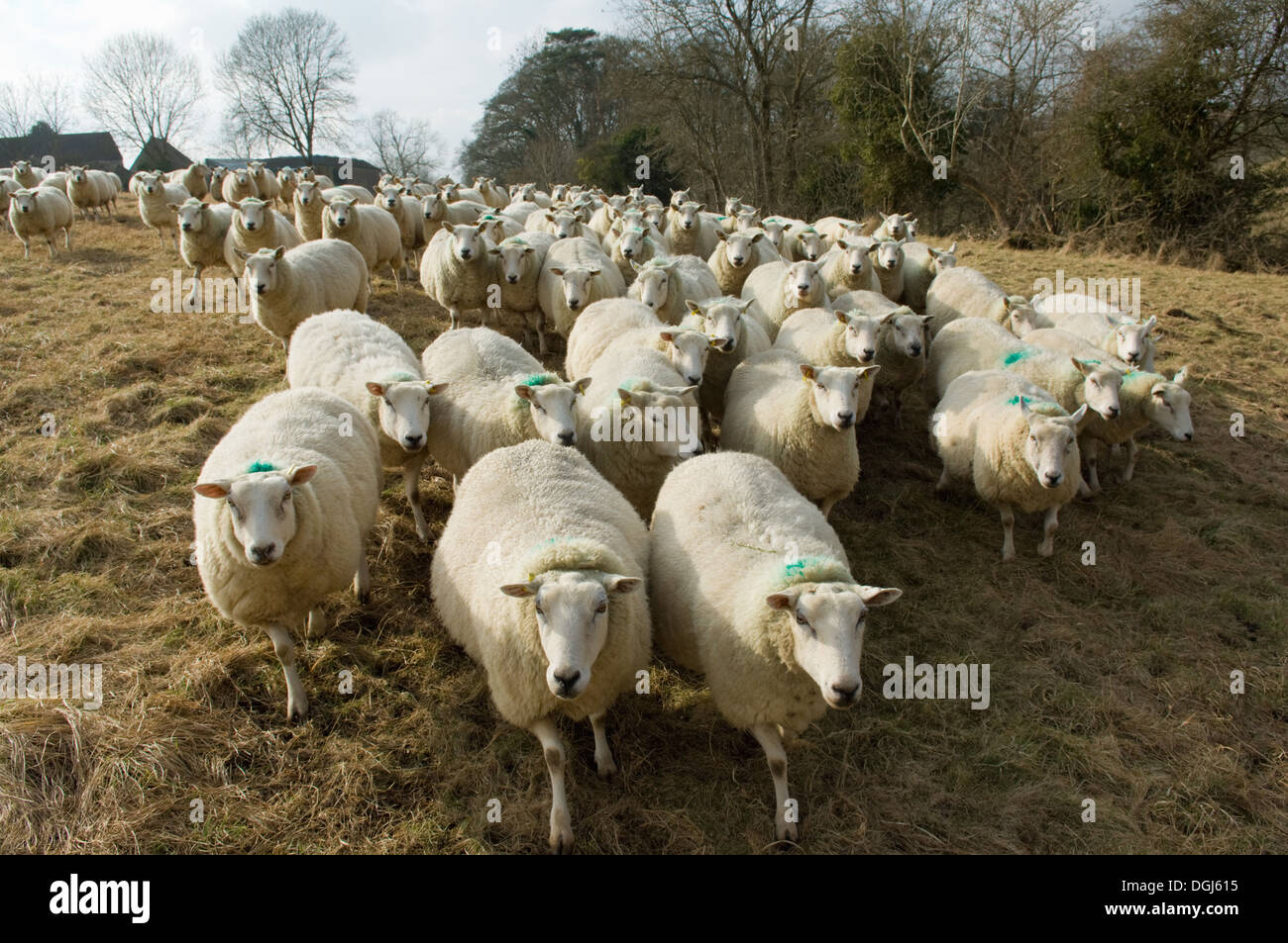 Rebaño de ovejas Foto de stock