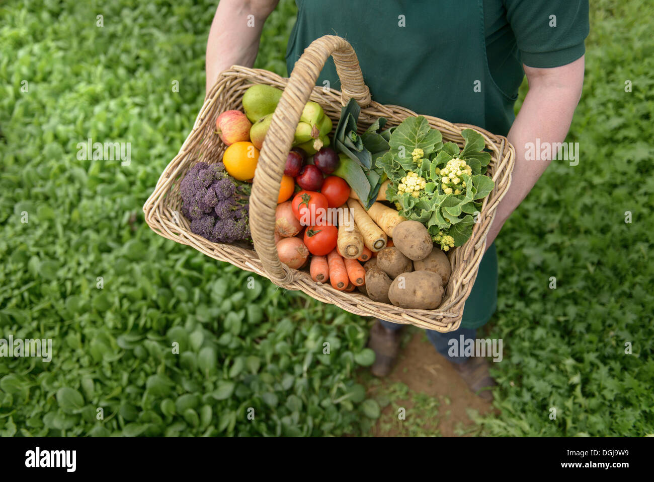 Agricultor llevar hortalizas orgánicas en el canasto para la entrega, cerrar Foto de stock