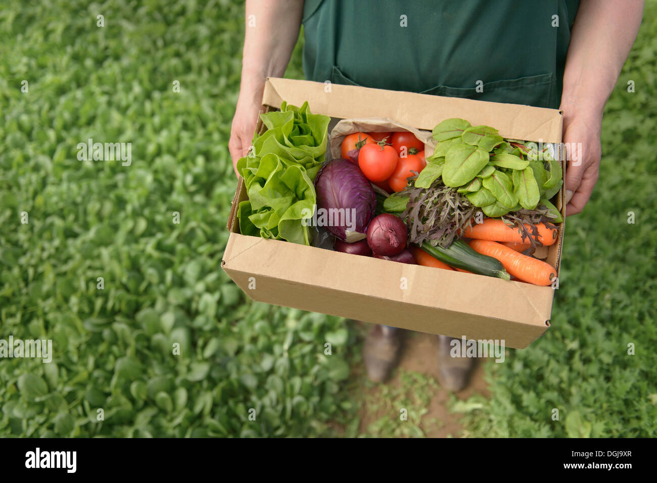 Agricultor llevar hortalizas orgánicas en la casilla para la entrega, cerrar Foto de stock