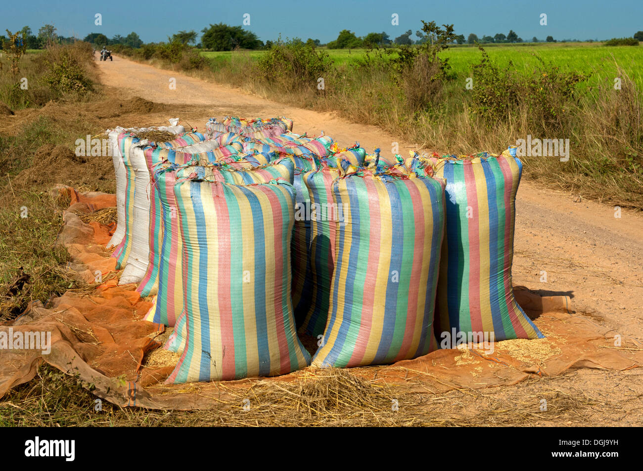 Abultamiento de sacos de arroz listo para su recogida en un camino de tierra, Battambang, Camboya, Sudeste Asiático, Asia Foto de stock