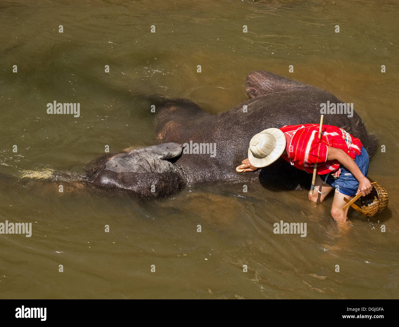 Un mahout fregar su elefante en un río en Maesa Elephant Camp en Chiang Mai. Foto de stock