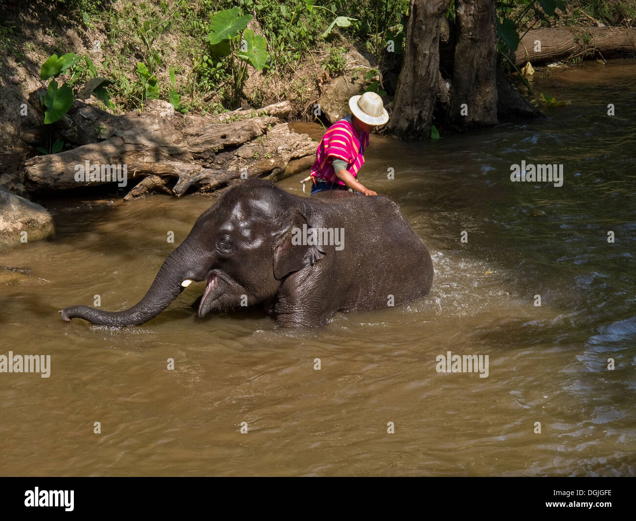 Un mahout baña su elefante en un río en el Campamento de Elefantes Maesa en Chiang Mai. Foto de stock