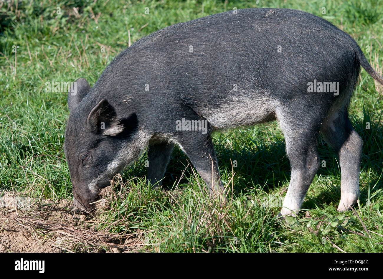 Un cerdo salvaje está en un césped verde Foto de stock