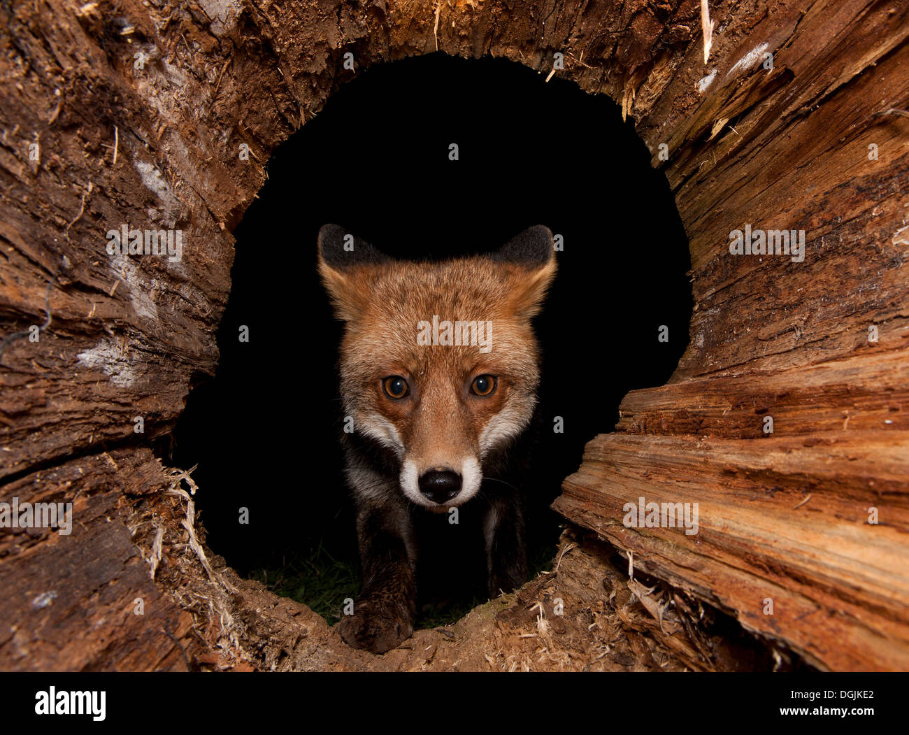 El zorro rojo (Vulpes vulpes) en un tronco de árbol hueco Foto de stock
