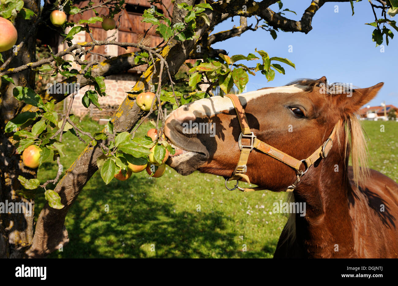 El caballo come manzana fotografías e imágenes de alta resolución - Alamy