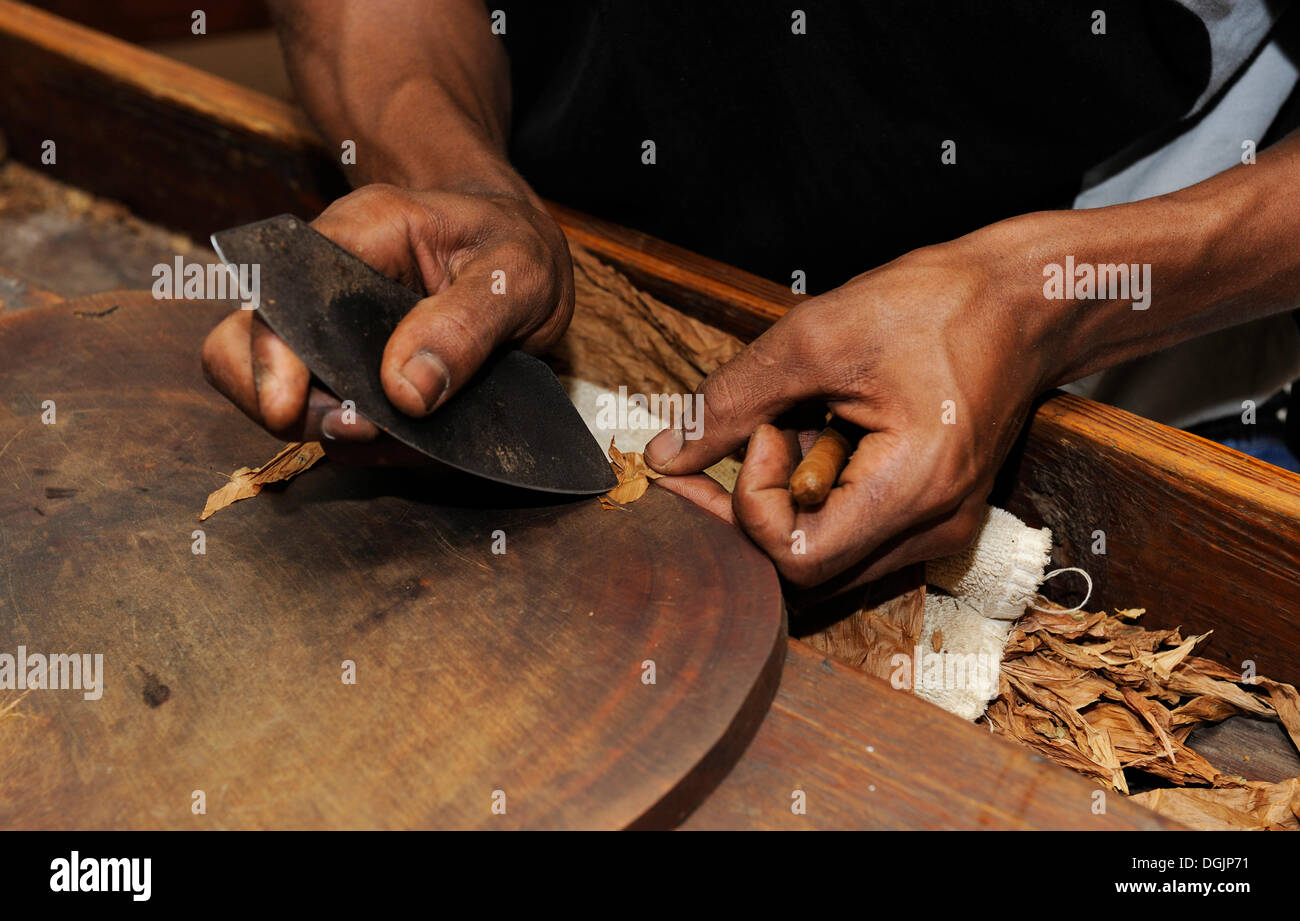 El hombre cortando la envoltura de un cigarro, fábrica de cigarros en Punta Cana, República Dominicana, El Caribe Foto de stock