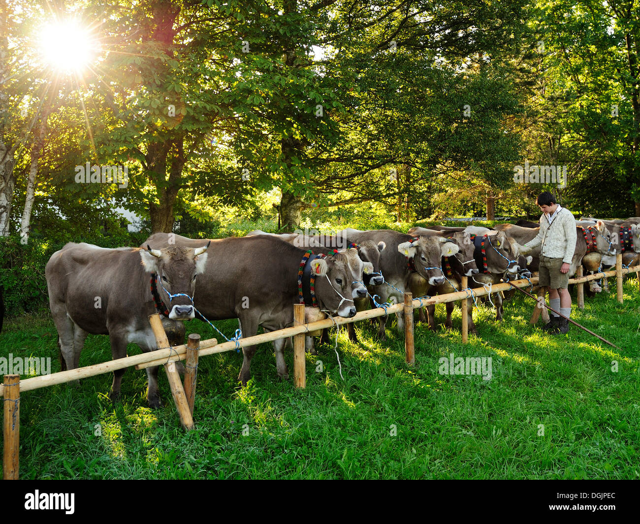 Devolución del ganado de los pastos de verano alpinos, en Pfronten, decoración de los animales, distrito Ostallgaeu Allgaeu Foto de stock
