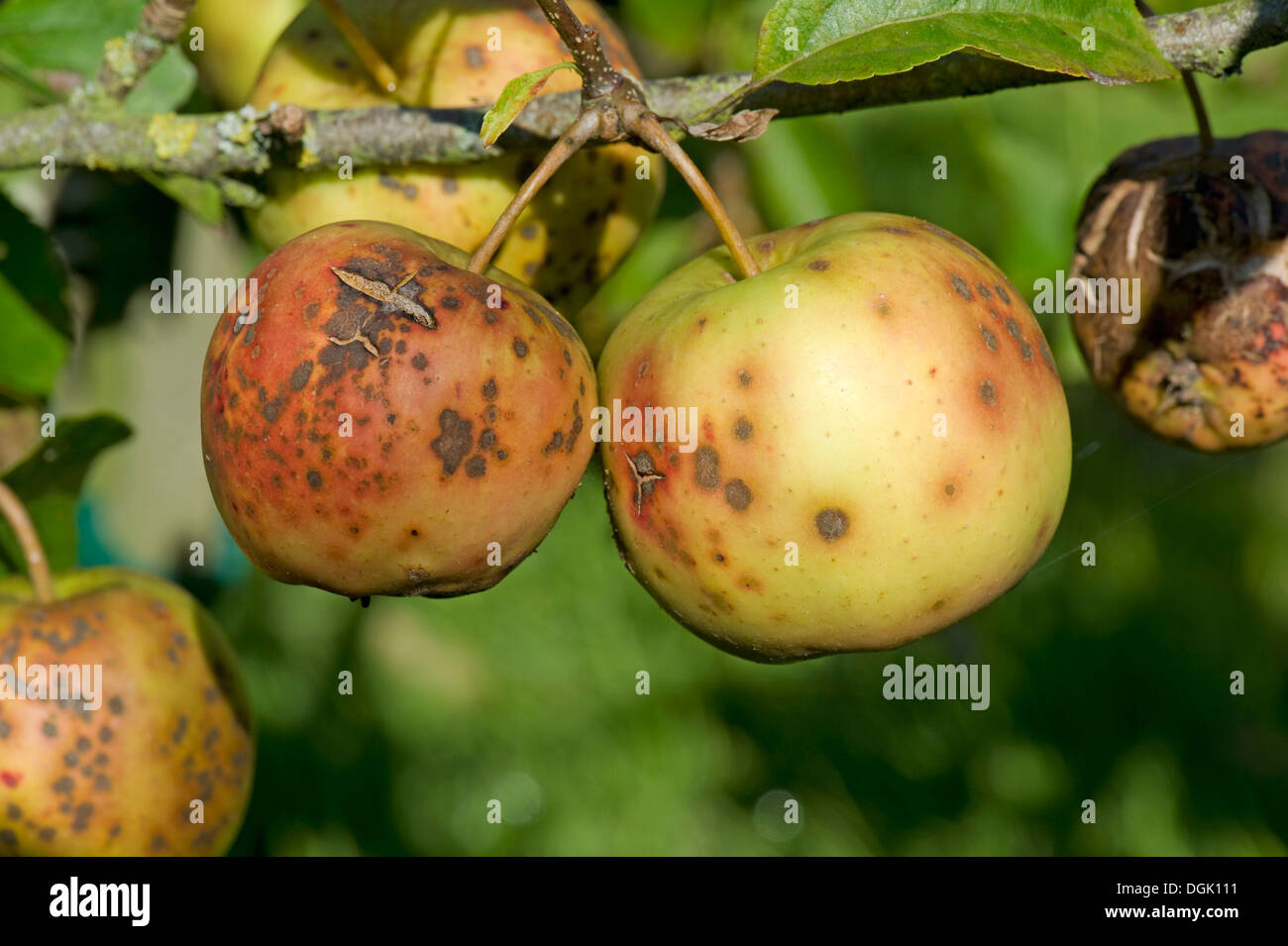 Golden Delicious severamente afectados por apple scab, Venturia inaequalis Foto de stock