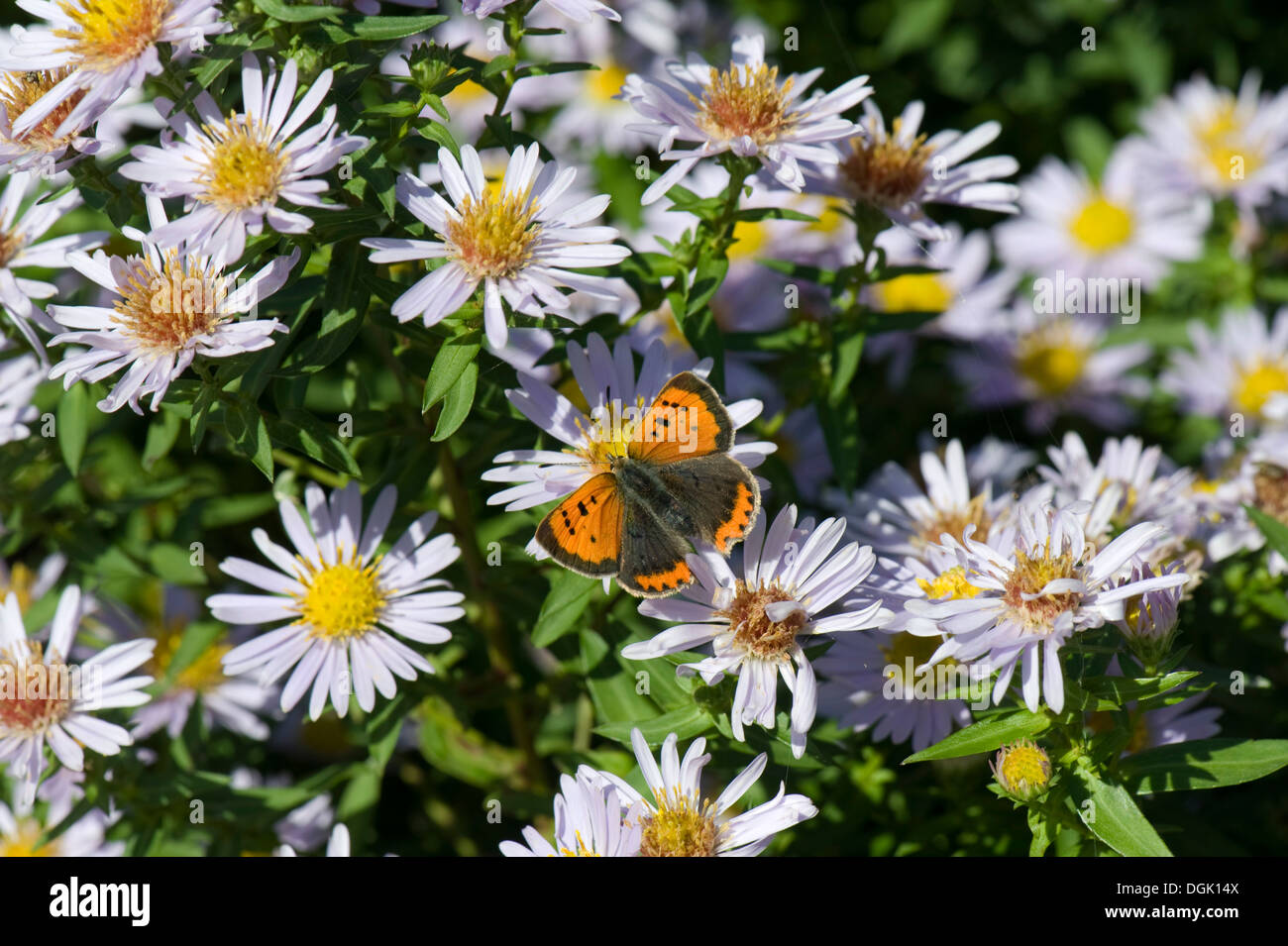 Pequeña mariposa, Lycaena phlaeas cobre, Michaelmas Daisy, Aster spp., flor en otoño Foto de stock