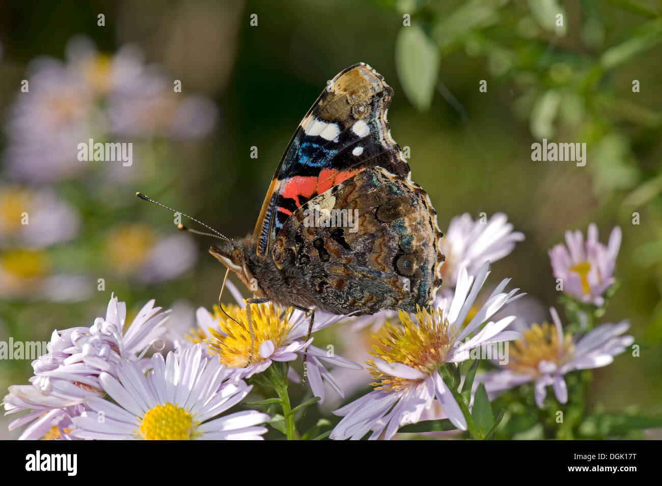 Almirante rojo mariposa, Vanessa Atalanta, Michaelmas Daisy, Aster spp., flor en otoño Foto de stock