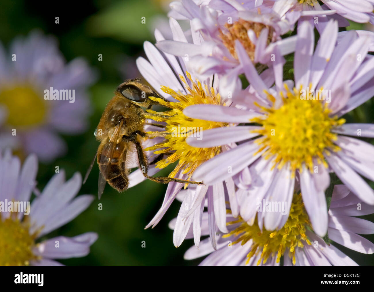 Drone fly, Eristalis tenax, tomando el néctar de una Michaelmas Daisy, Aster spp., flor en otoño Foto de stock