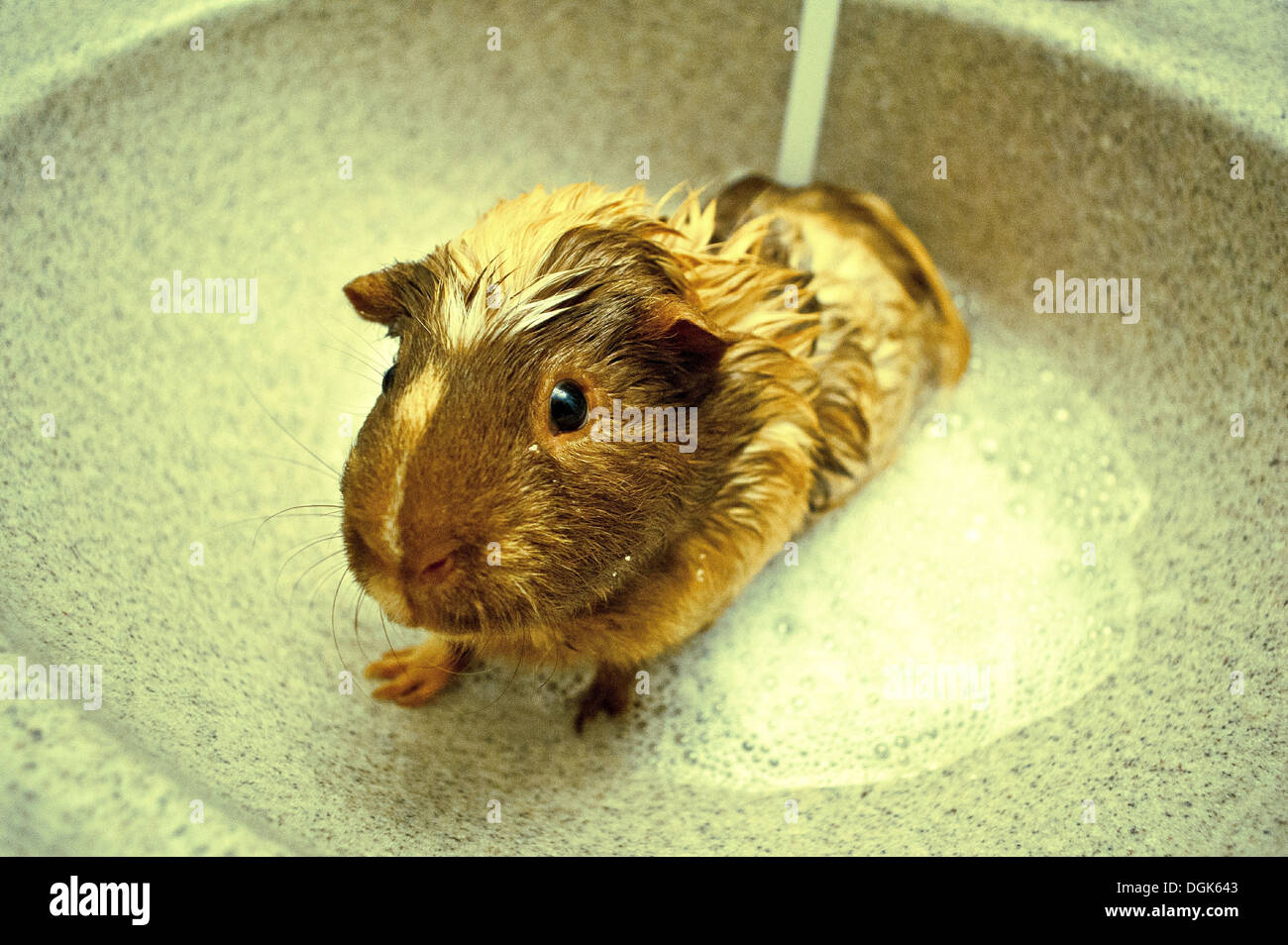 Guinea pig en el fregadero. Foto de stock