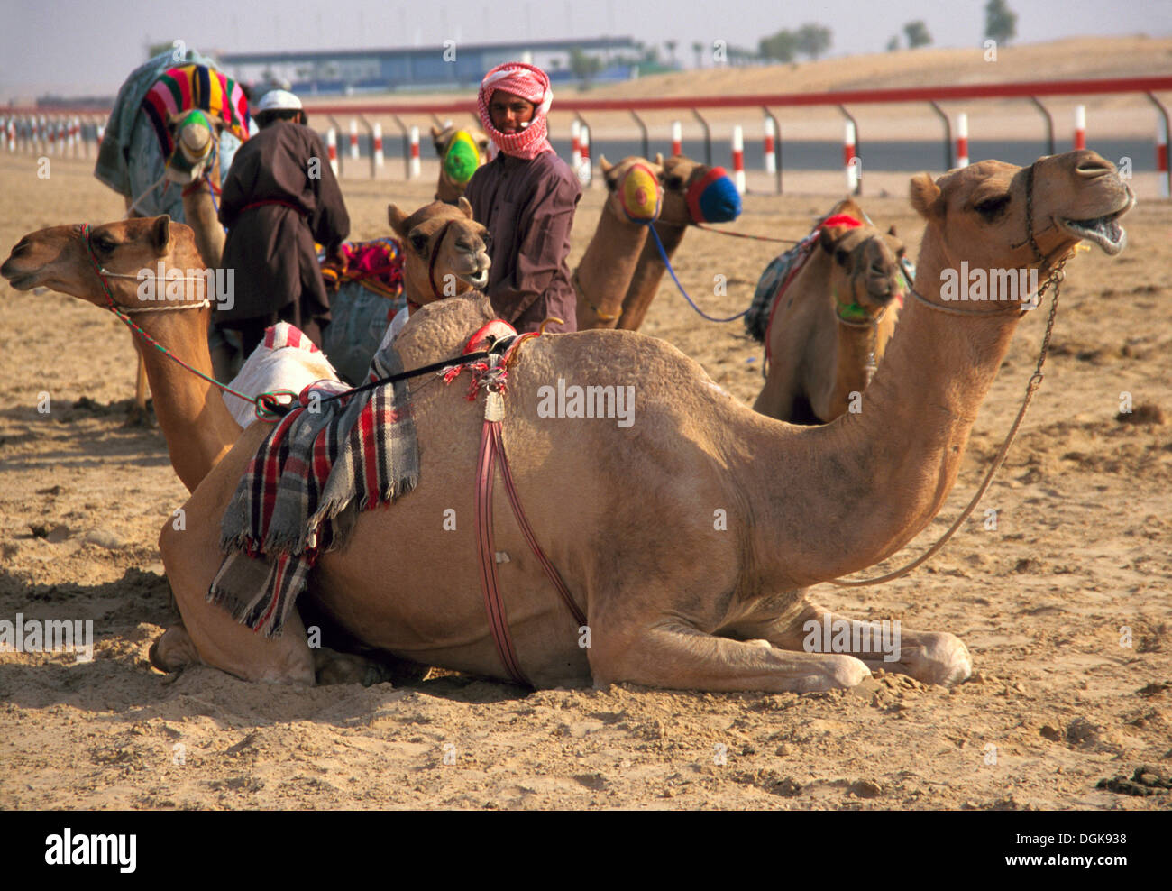 Dos chicos tienden a los camellos en Al Marmoum Racetrack. Foto de stock