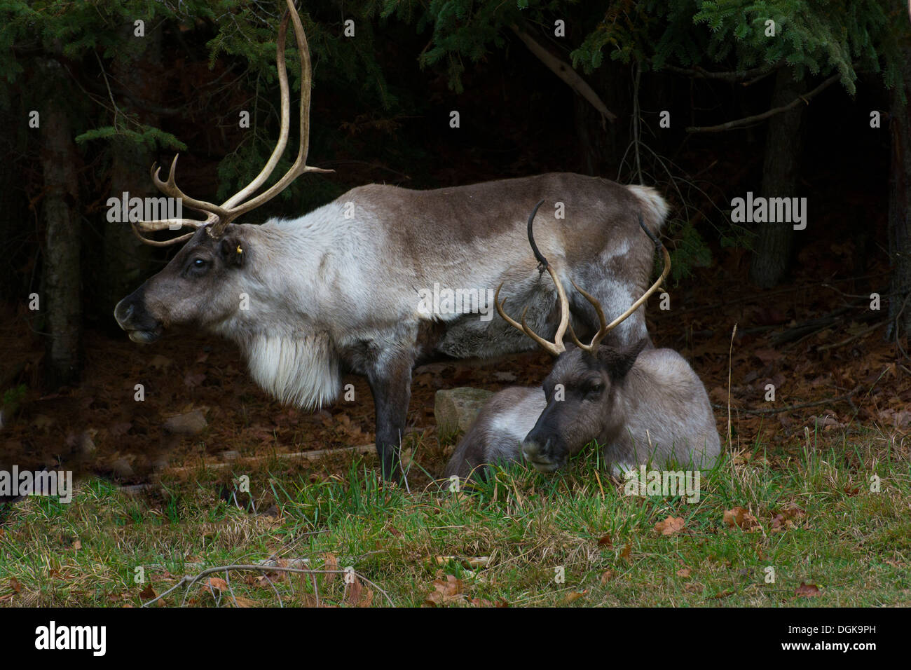 Hembra de renos fotografías e imágenes de alta resolución - Alamy