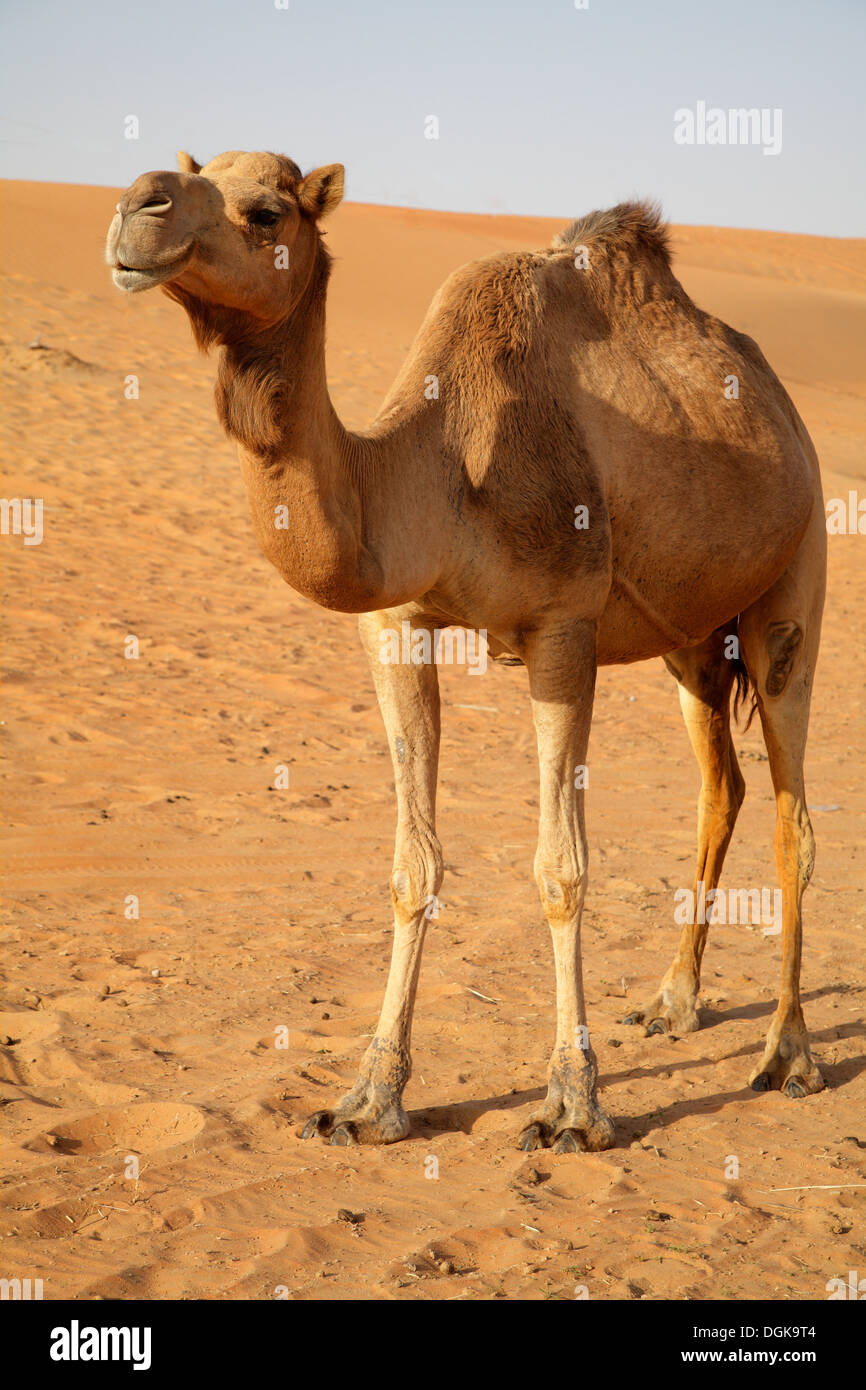 Un camello en el desierto de Dubai. Foto de stock