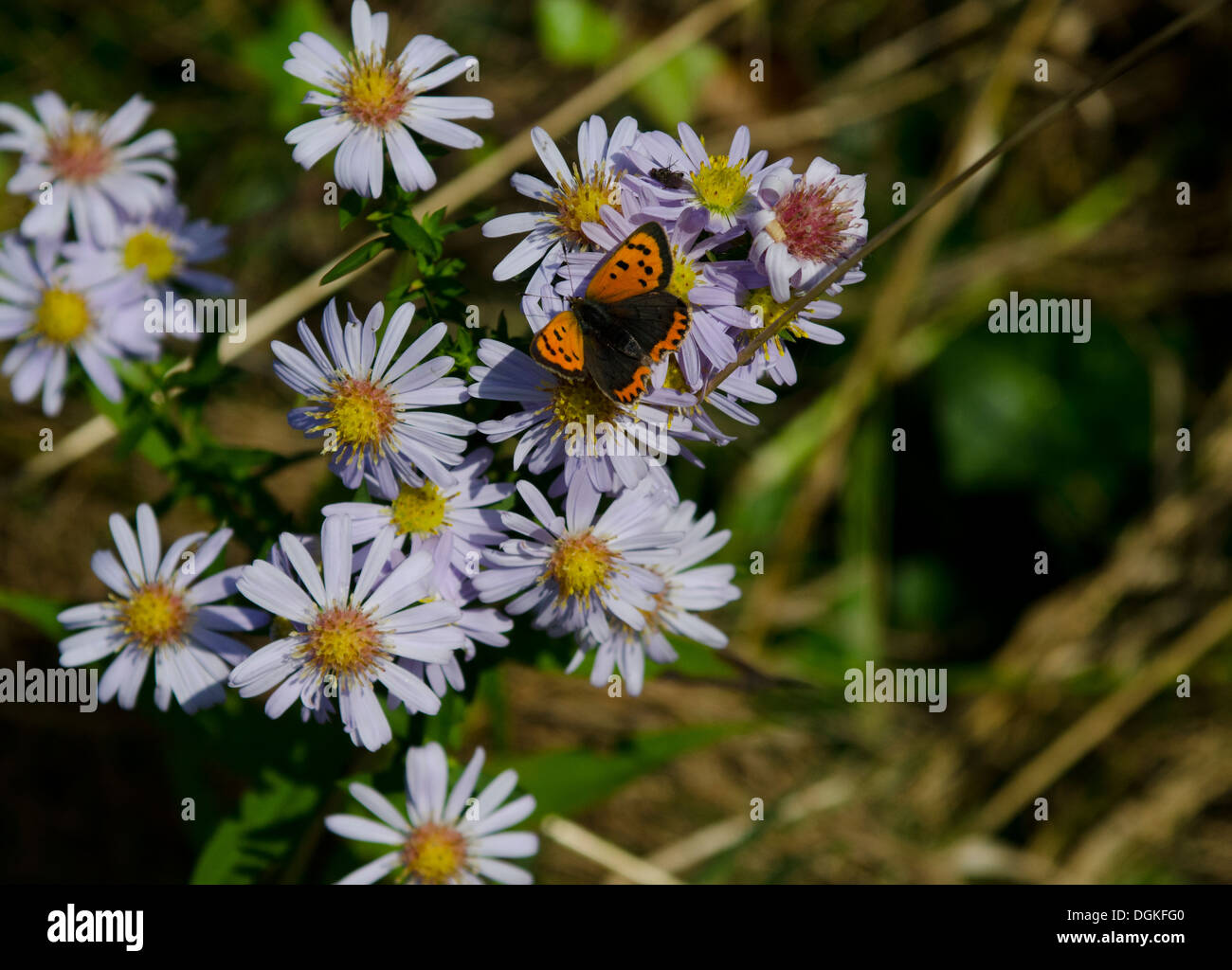 Mariposa sobre flores en rocas rojas en Hoylake. El Wirral ciudad acogerá el 2014 Campeonato Abierto de Golf en el Club Royal Liverpool Foto de stock