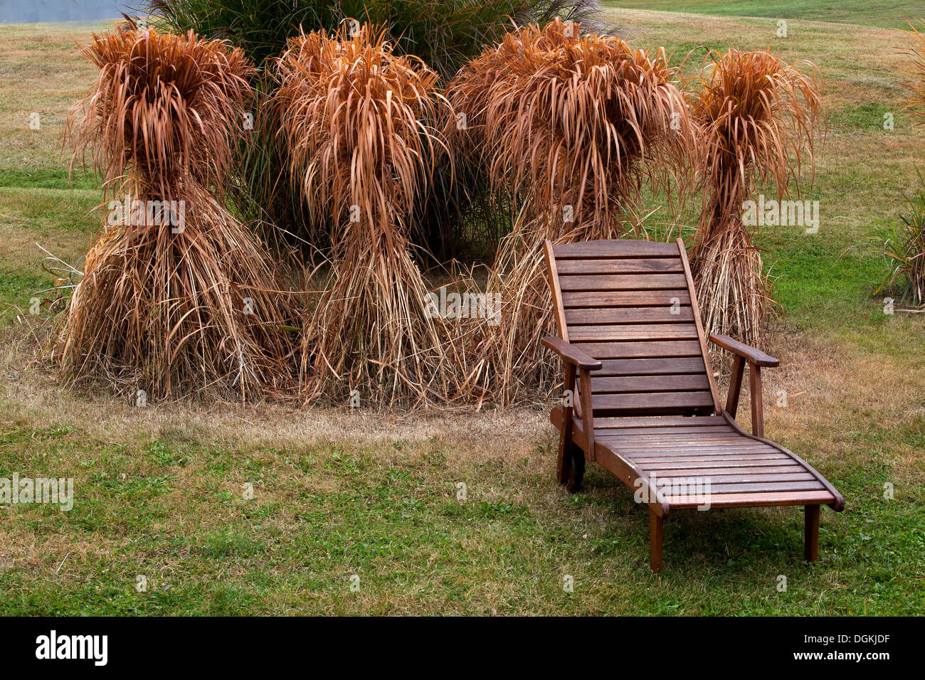 Otoño jardín banco jardín muebles de madera Miscanthus hierba listo para el invierno Foto de stock