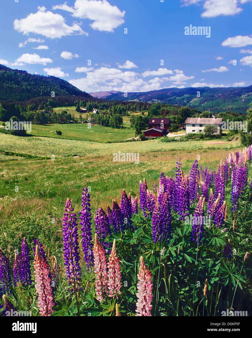 A Midsummer vista de la aldea rural Aseral en el sur de Noruega. Foto de stock