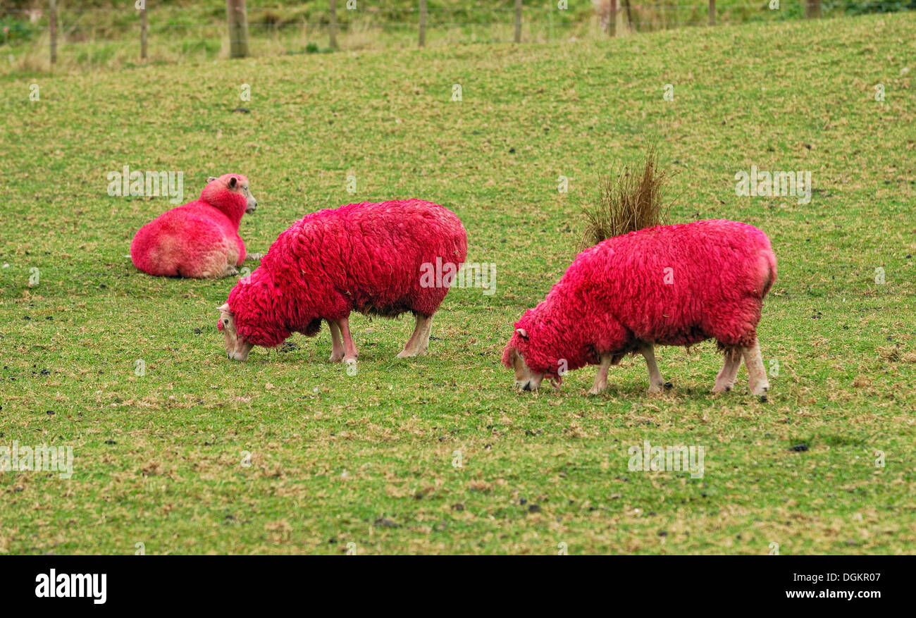 Ovejas teñidas de rojo para fines promocionales, atractivo a la vista en la carretera, las ovejas granja mundial y Parque Natural, la Highway 1, Warkworth Foto de stock
