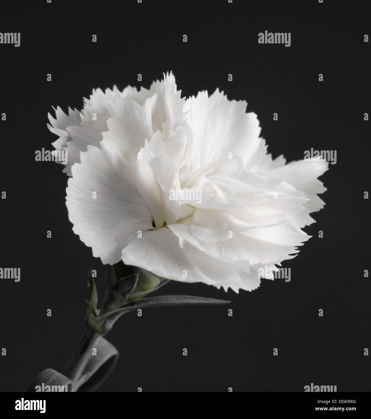 Blanco clavel (Dianthus) Foto de stock