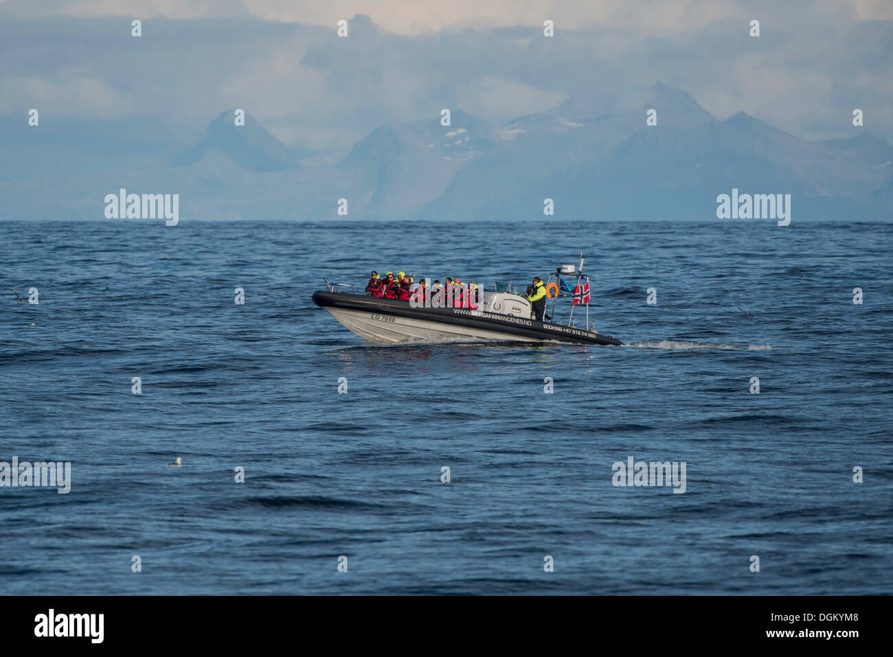 Velocidad ​​boat con turistas en una excursión de avistamiento de ballenas, Insel Andoya/ Atlantikküste, Inselgruppe Vesteralen, Nordland Foto de stock