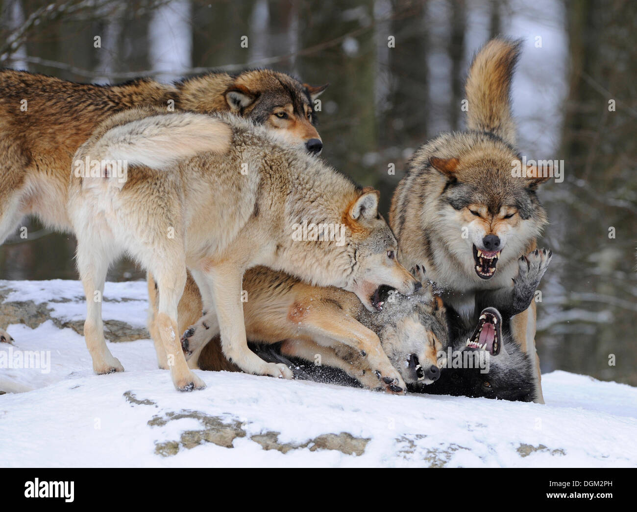 La amonestación de un lobo peor clasificado por un alfa de la manada, combates, Mackenzie Wolf, Alaska o lobo de la tundra canadiense Timber Wolf Foto de stock