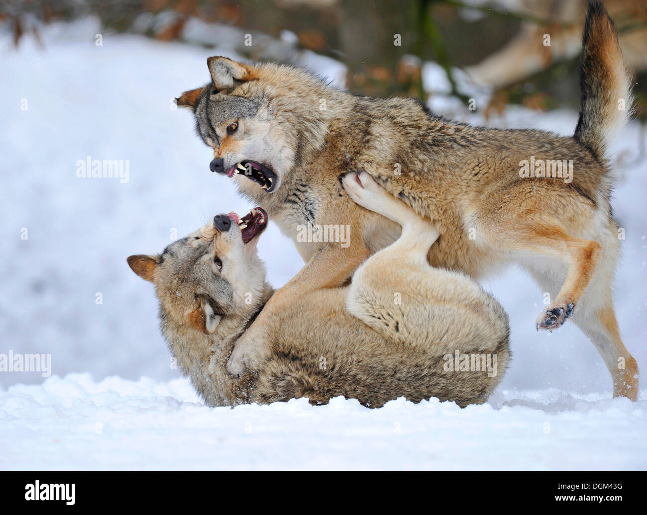 Mackenzie-Wolves Oriental canadiense Wolf, el lobo (Canis lupus occidentalis) en la nieve, lucha social ranking Foto de stock