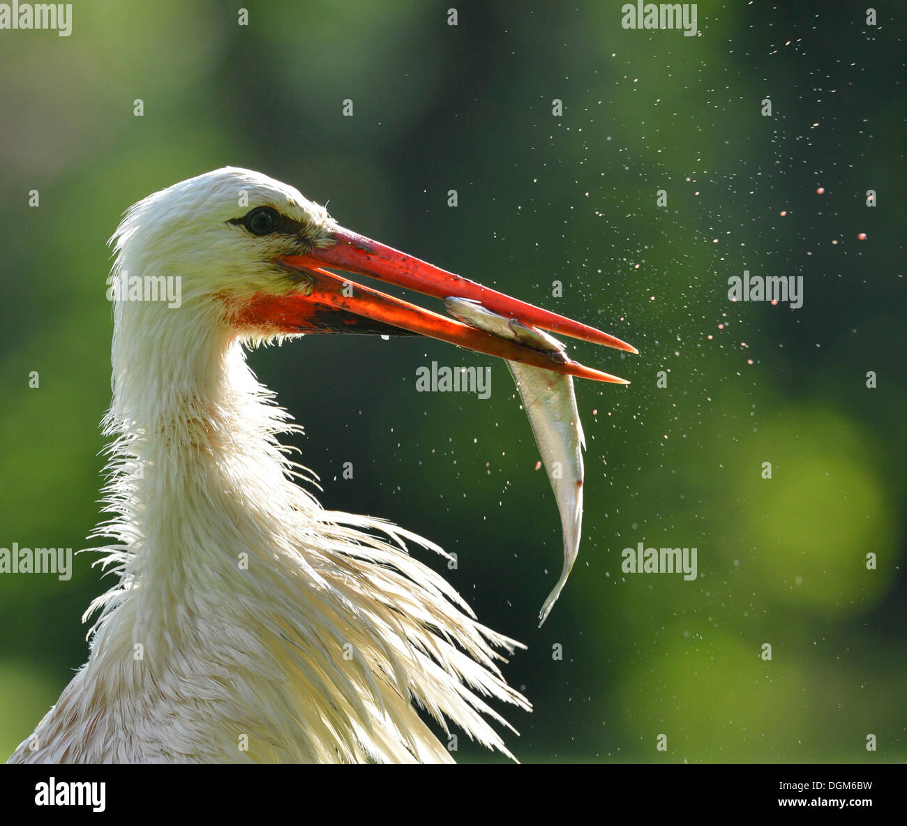 Cigüeña blanca (Ciconia ciconia) con peces capturados en su pico, Stuttgart, Baden-Wurtemberg Foto de stock